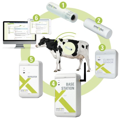 Herd of dairy cows grazing in an open pasture, each wearing smart collar devices equipped with GPS trackers, accelerometers for activity monitoring, and temperature sensors to track health indicators and location for precision livestock farming.