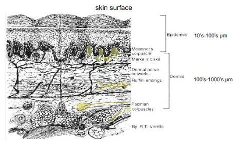 Detailed cross-section of human skin showing five types of mechanoreceptors distributed across epidermis, dermis, and subcutaneous layers. Merkel discs are shown in the epidermis for fine touch detection, Meissner corpuscles in the dermal papillae for flutter sensing, Pacinian corpuscles deep in the dermis for vibration detection, Ruffini endings in the dermis for skin stretch, and free nerve endings throughout for pain and temperature.