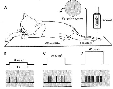 Side-by-side comparison diagram showing biological sensory hierarchy on left (skin receptors to peripheral nerves to spinal cord to brain) and IoT sensor hierarchy on right (sensors to edge MCU to fog gateway to cloud). Both systems show filtering and processing at each level with decreasing data volume toward the top.