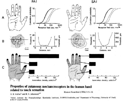 Microscopic detail showing the spatial distribution and density of mechanoreceptors in human fingertip skin. The image shows how Meissner corpuscles are densely packed in dermal ridges (fingerprint patterns) for maximum tactile sensitivity, with approximately 150 receptors per square centimeter. Merkel discs appear in clusters at the base of the epidermis.