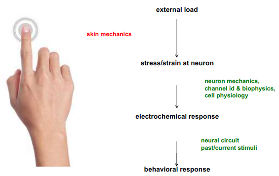 Graph showing the temporal response characteristics of different skin mechanoreceptors. The top panel shows slow adapting receptors (Merkel and Ruffini) maintaining sustained response to constant pressure. The bottom panel shows fast adapting receptors (Meissner and Pacinian) responding only to changes in stimulation, with Pacinian having the fastest response time.